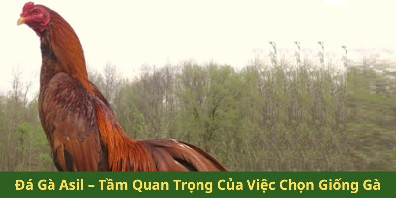 gà Asil Mỹ