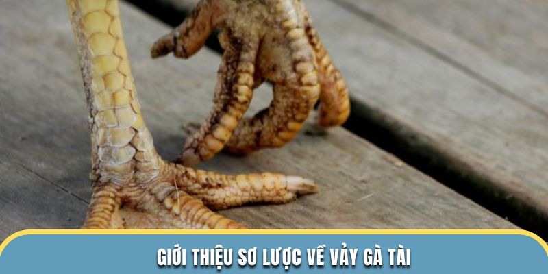Giới thiệu sơ lược về vảy gà tài