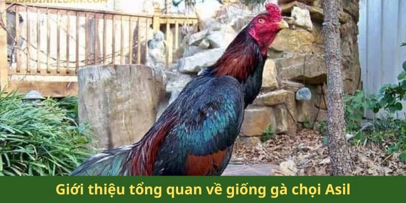Giới thiệu tổng quan về giống gà chọi Asil