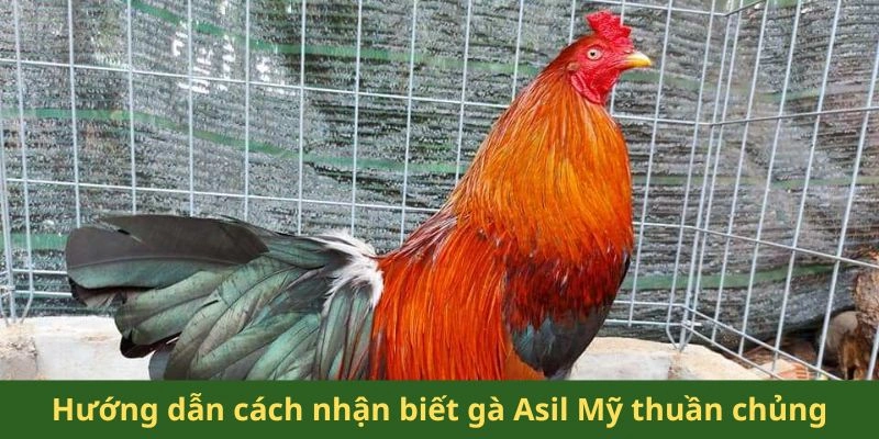 Hướng dẫn cách nhận biết gà Asil Mỹ thuần chủng