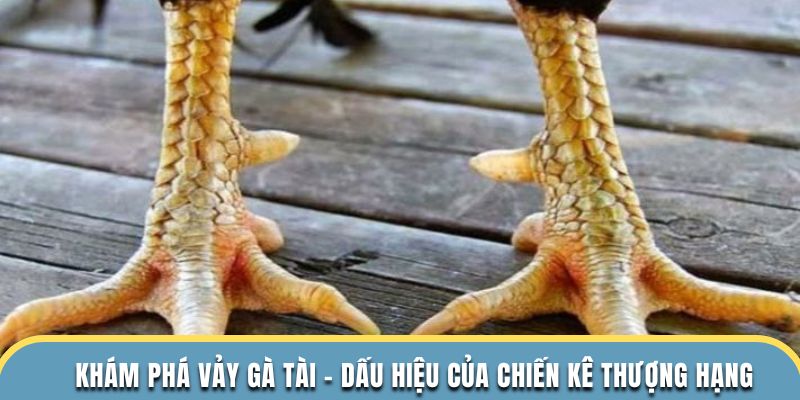 vảy gà tà
