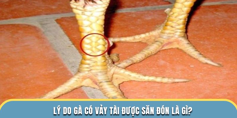 Lý do gà có vảy tài được săn đón là gì?