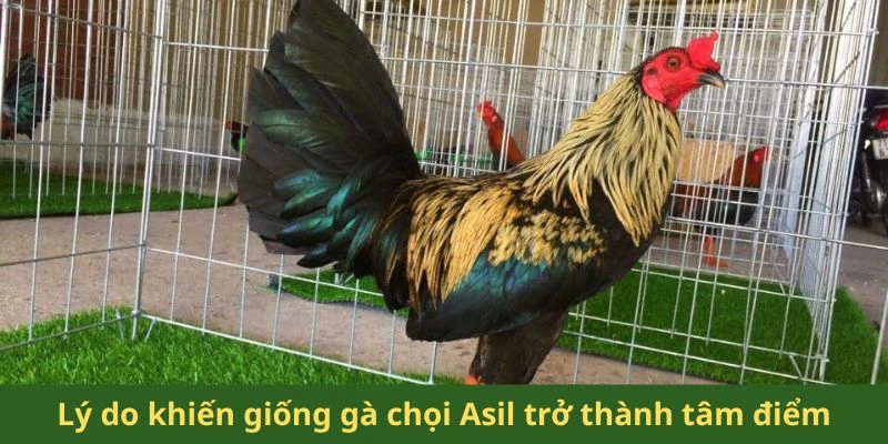 Lý do khiến giống gà chọi Asil trở thành tâm điểm